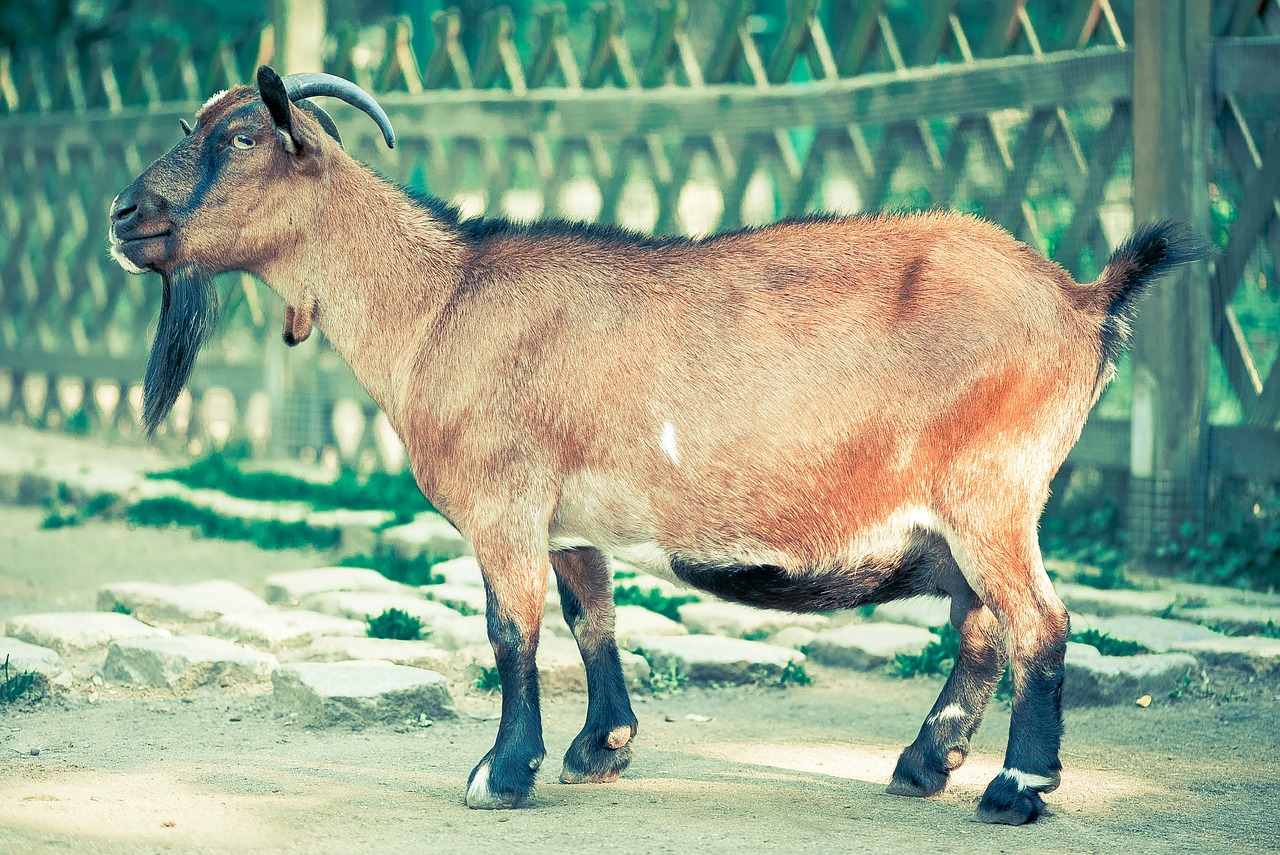 billy-goat-459232_1280